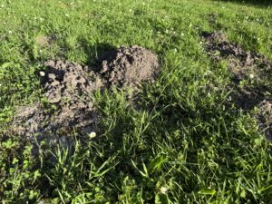 Maulwurf und Wühlmaus im Garten – was hilft wirklich?
